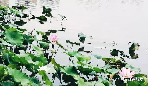 江南荷葉、蓮花